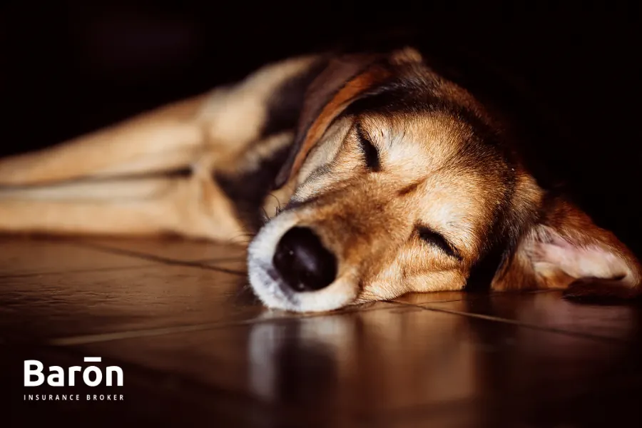 seguros para perros y gatos