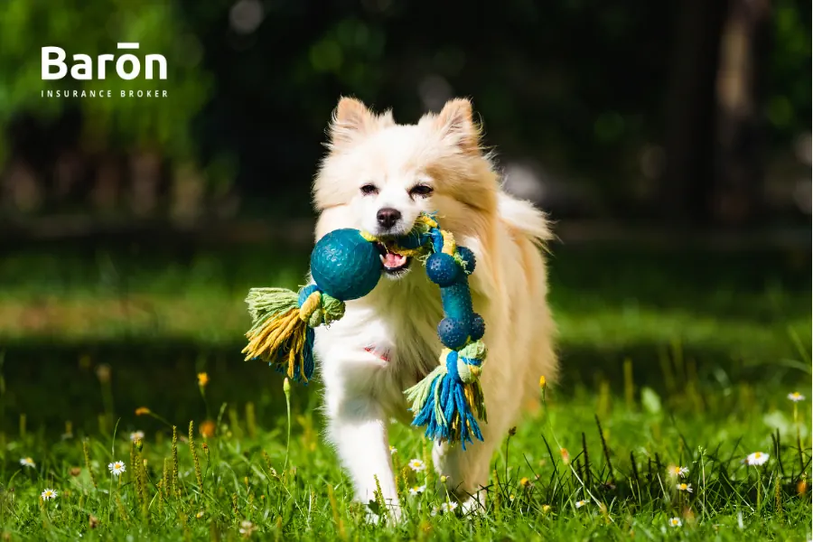 seguros para mascotas