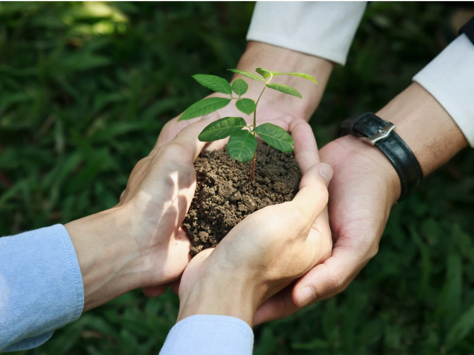Manos sosteniendo una planta joven como símbolo de responsabilidad ambiental